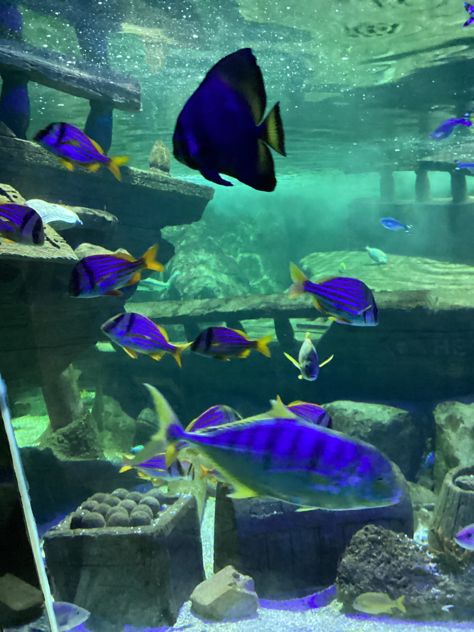 Exploris Aquarium Visit Featured Image